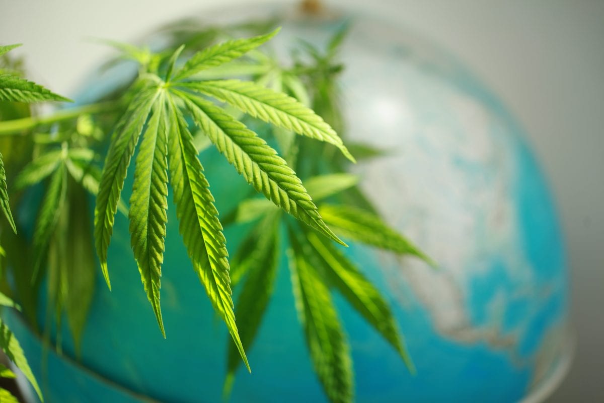 Missouri Cannabis Licensing Process