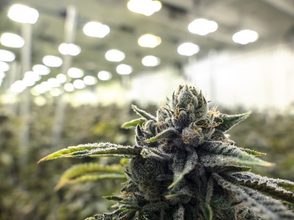 Critical Next Steps in Missouri for Medical Marijuana Dispensary Operators
