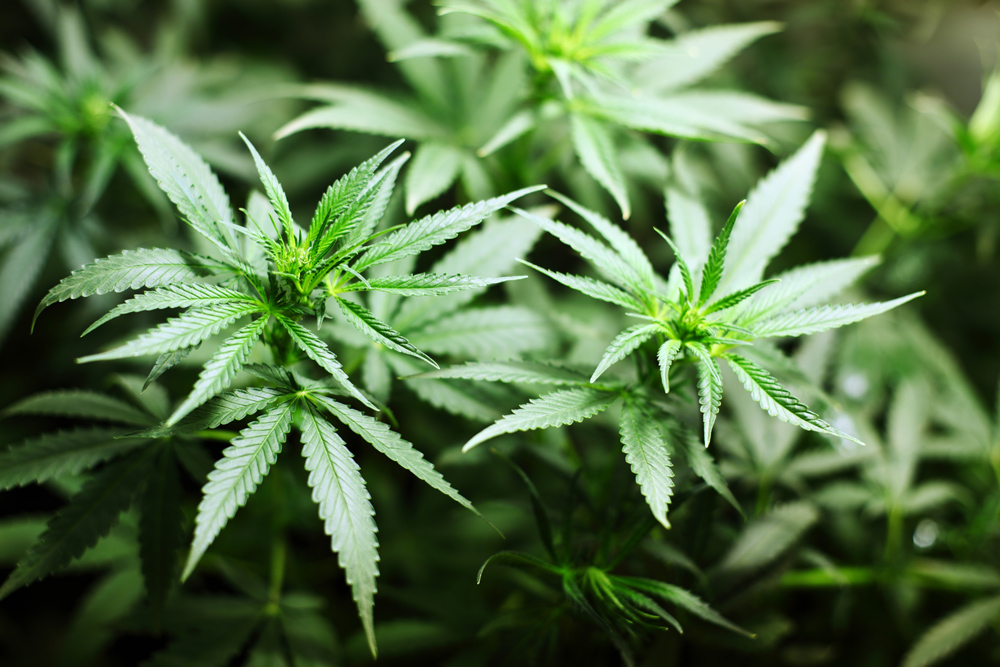 Recreational Cannabis Regulation in BC